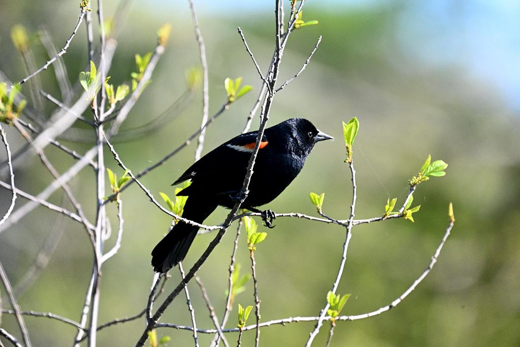 2025-05117945 Ipswitch River Wildlfe Sanctuary,  MA.JPG - Red-winged Blackbird. Ipswitch River Wildlife Sanctuary,MA, 5-11-2025